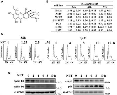 The Natural Compound Neobractatin Induces Cell Cycle Arrest by Regulating E2F1 and Gadd45α